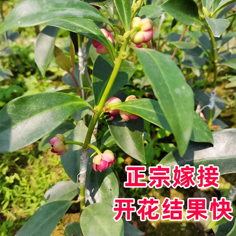 大红八角嫁接苗，带营养杯发货，种植第二年挂果！够香，高产！