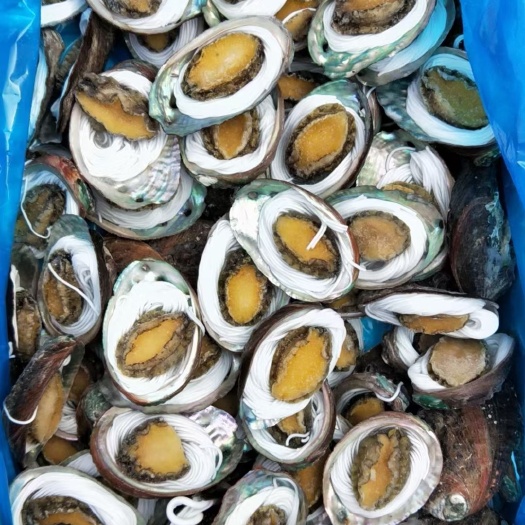 粉丝鲍鱼