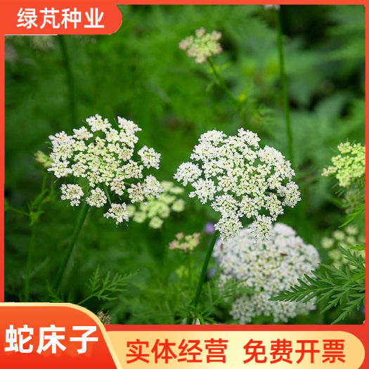沭阳县新采蛇床子种子 野胡萝卜子种子 蛇米 野茴香 蛇珠蛇床种子