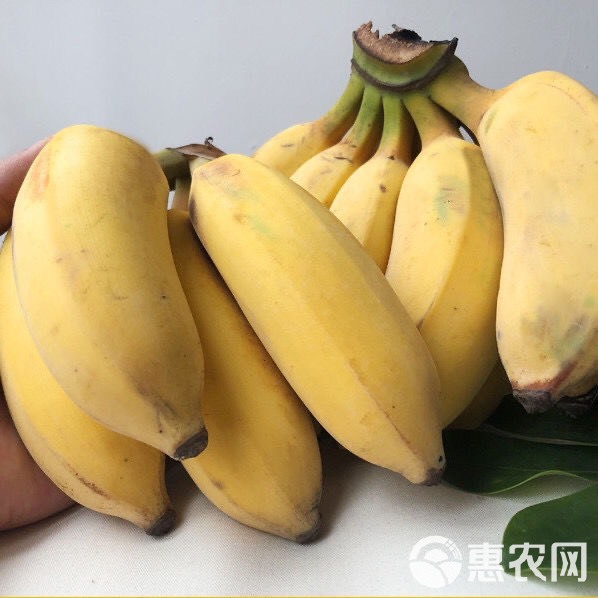 广西贡蕉粉蕉西贡蕉甜香蕉应季水果包邮坏果包赔净重5斤3斤9斤