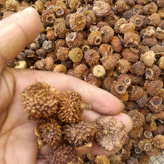 成都刺梨子