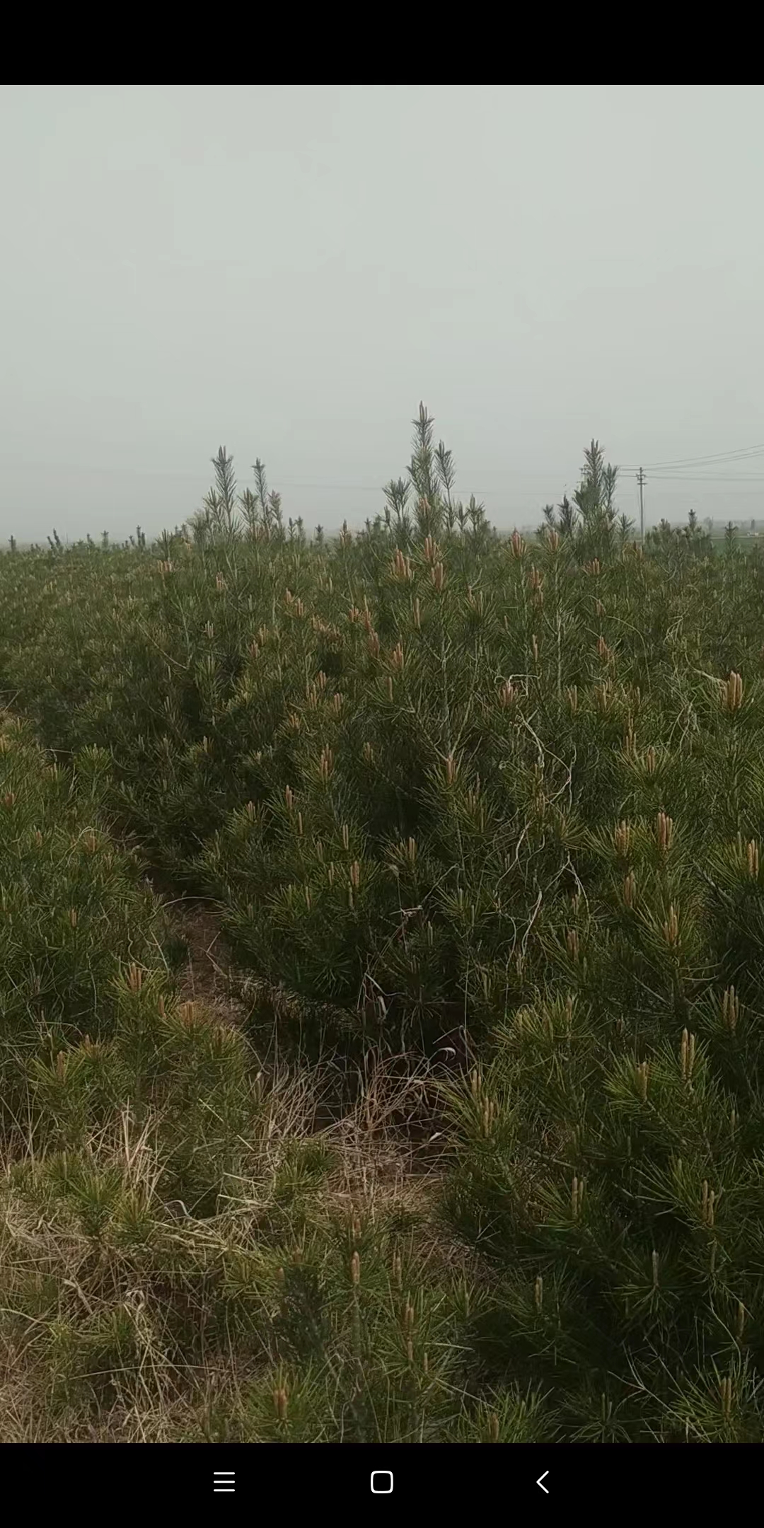 优质白皮松，1.5米到2.5米都有，规格白皮松