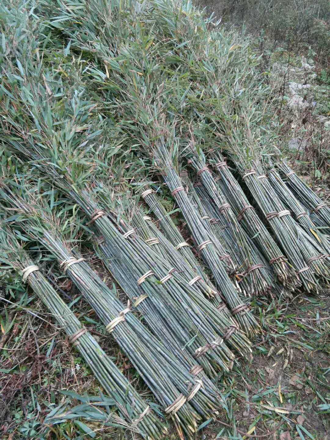 环卫，学校，医院，粮场专用竹扫把