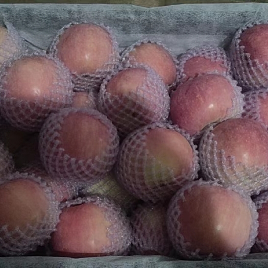 合阳县红富士