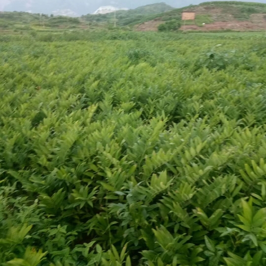 连州市玉竹种子，片，批发零售