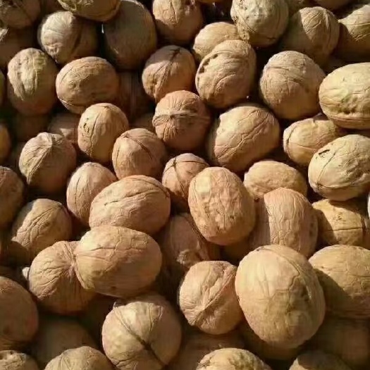 阿克苏纸皮核桃185核桃
