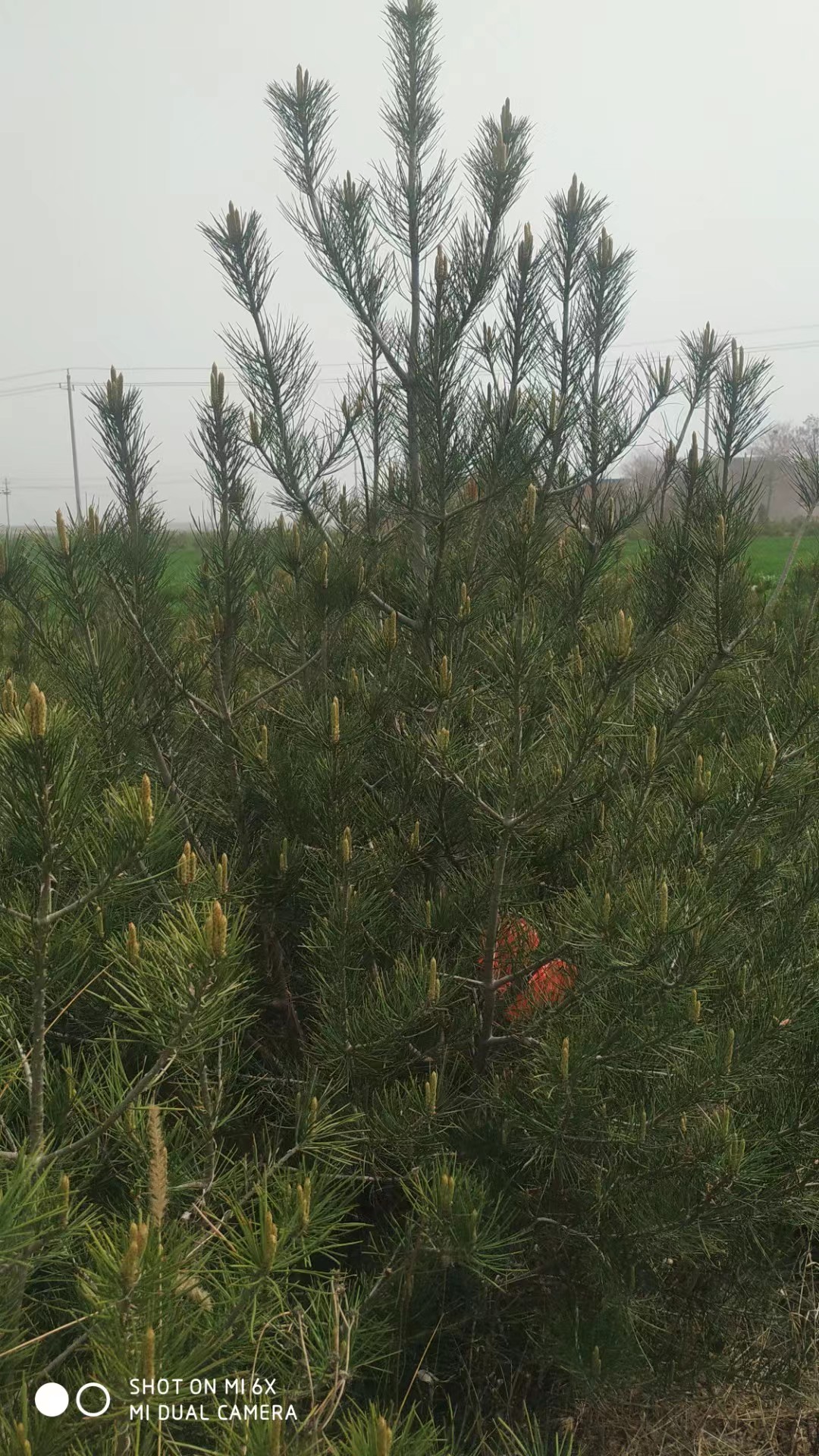 优质白皮松，1.5米到2.5米都有，规格白皮松