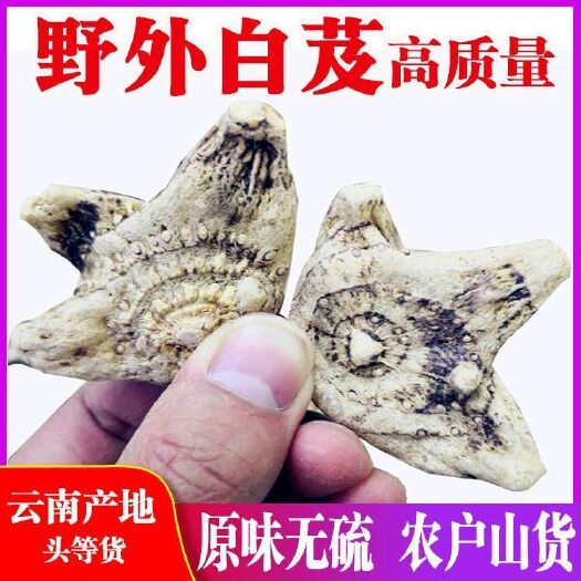 丽江云南紫花三叉白芨