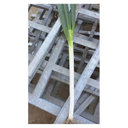 新野县大量钢葱陆续上市