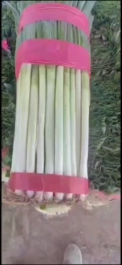西宁钢葱