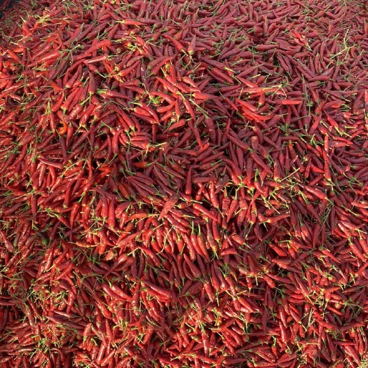巴彦淖尔朝天椒