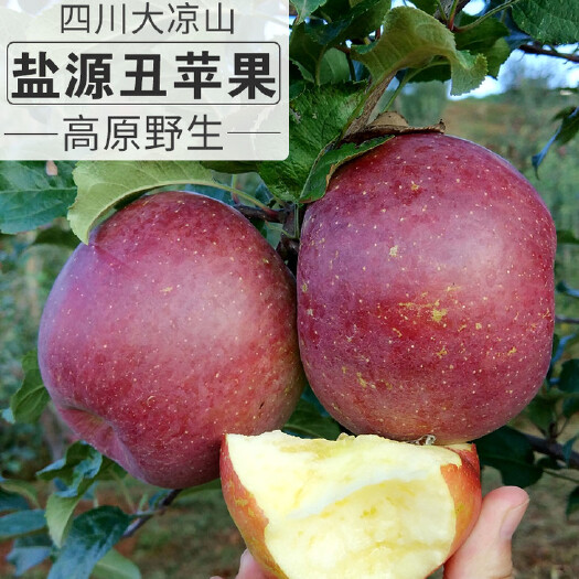 盐源县大凉山冰糖心丑苹果10斤包邮当季新鲜水果现摘现发