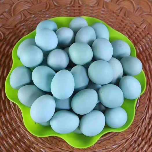 昆明绿壳蛋鸡