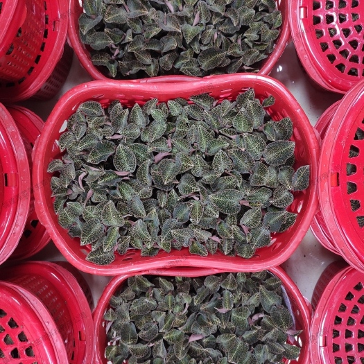 金线莲