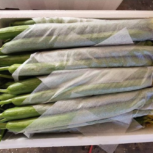 寿光市丝瓜，电商丝瓜，寿光优质丝瓜