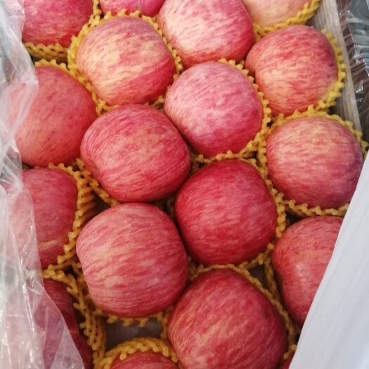 莒县红富士苹果，个大，脆甜，质优价廉，自家果园