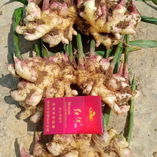 丘北縣云南高山小黃姜，物美價廉，整車發(fā)貨，一件代發(fā)。