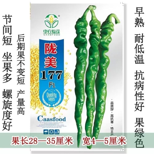 沭阳县陇美177 大果陇椒种子早熟高抗寒抗病无限生长型辣椒籽大田用