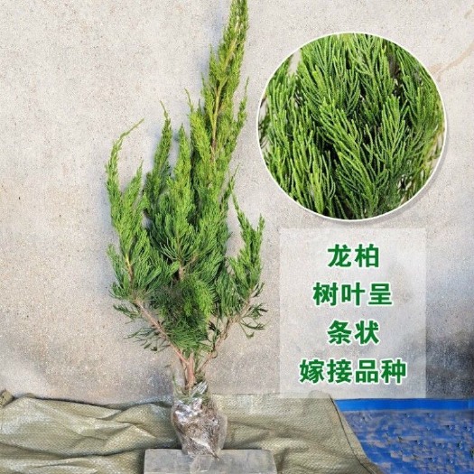 沭阳县柏树苗松柏塔柏宝塔松侧柏树苗扁柏圆柏松树龙柏苗绿化柏树四季青
