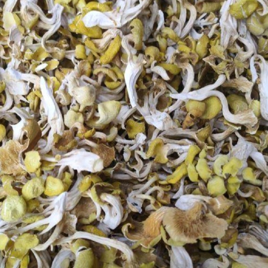 上饶2022年刚出炉10顿鸡油菌榆黄蘑黄金菇，卖完下架