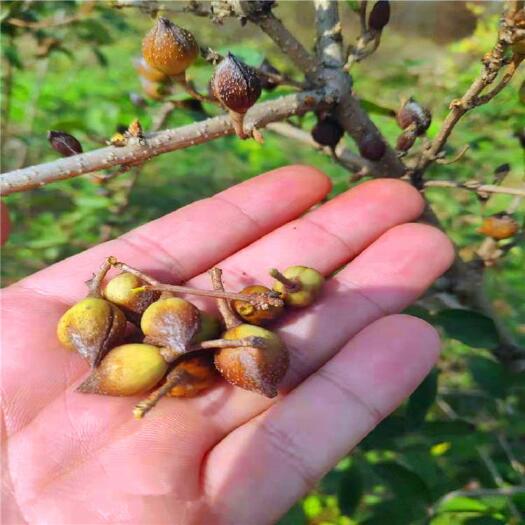 连翘苗产地~高产大果药用连翘苗种植基地=中药材树苗