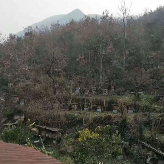 远安县中蜂蜜蜂