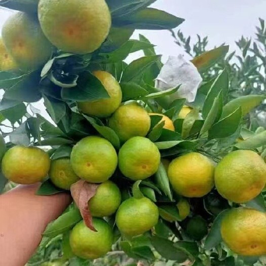 资阳早熟蜜桔