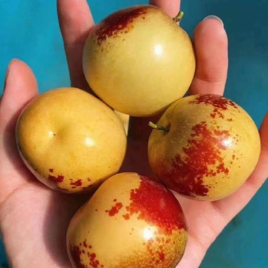 滨州自家种植笑话冬枣五斤包邮