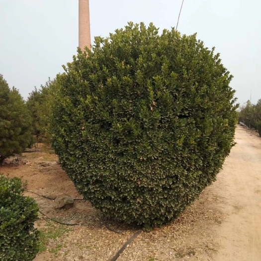 洛阳大叶黄杨（冬青），各种规格黄杨球，黄杨柱，独杆黄杨球