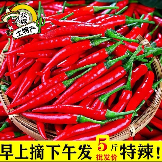 金乡县【批发价包邮】小米椒 小米辣  批发价红辣椒