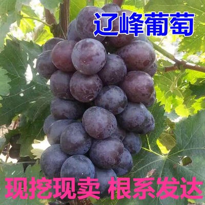 蒙阴县辽峰葡萄苗 品种纯正 根系发达 免费提供种植技术