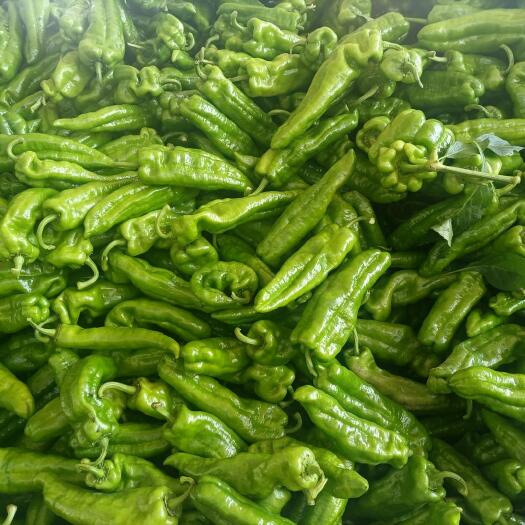 夏邑县夏邑辣椒，黑条线椒，青条线椒，缧丝椒，陇椒，茄子，各种蔬菜