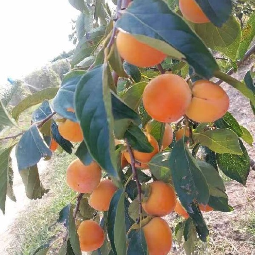 大荔县火葫芦柿子