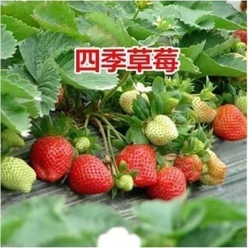 宿迁红颜草莓苗盆栽四季带土带盆种植超甜草莓秧苗白草莓家庭阳台种植