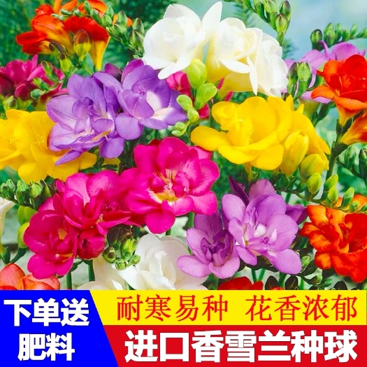 沭阳县香雪兰种球四季开花好养活大种球小苍兰重瓣花卉阳台鲜花种子