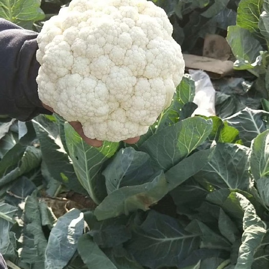 邯郸本地精品菜花大量上市，走超市，外贸，全国各大市场。