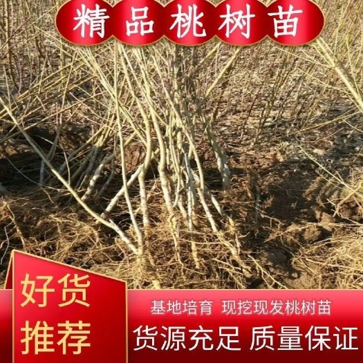 武陟县精品毛桃树苗，基地直销，大量现货！