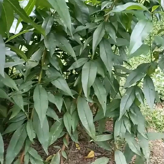 炎陵县锦绣黄桃苗