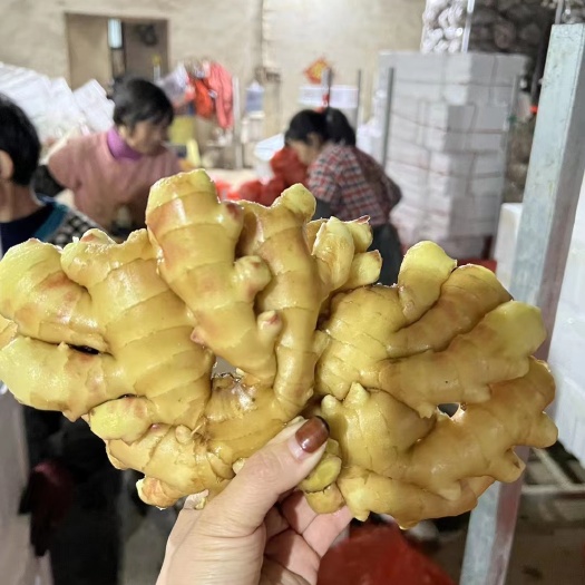 沂水县山东优质 小黄姜产地直销 一手货源 常年供应