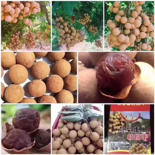 厦门厦门特产