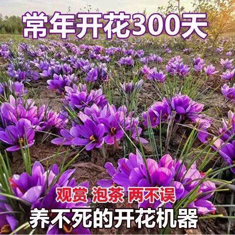 沭阳县藏红花种球四季种植室内阳台花卉植物冬季西红花种球根盆栽