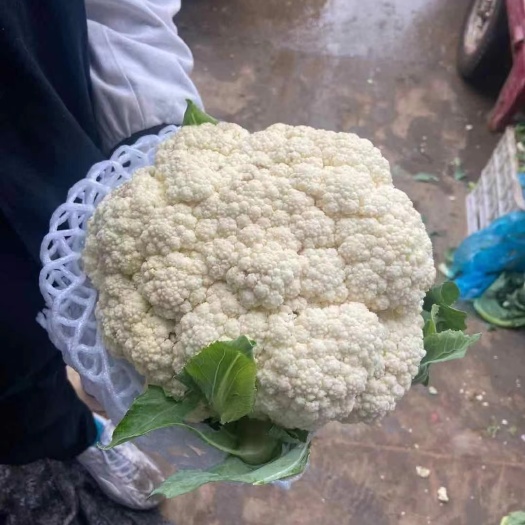 【菜花】量大货优，供应各大，超市电商，直发全国，一条龙服务