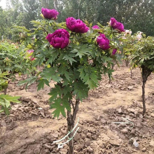 菏泽独杆牡丹花苗盆栽大苗别墅庭院绿化地栽阳台菏泽牡丹树重瓣大花卉