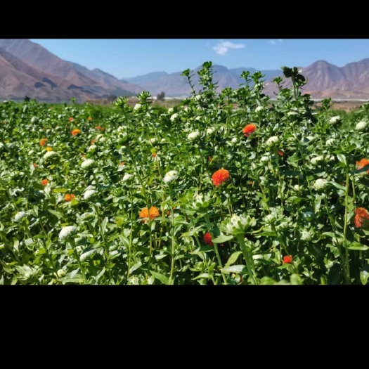 东光县农户红花，红花种植基地