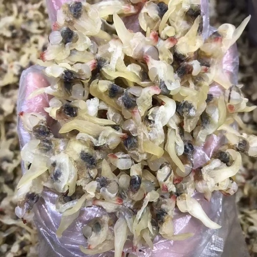 广州花甲螺肉干广西北海特产海鲜黄蚬子干海鲜小号白蛤肉干和蛤油肉嫩