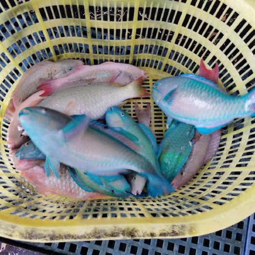琼海市西沙青衣鱼