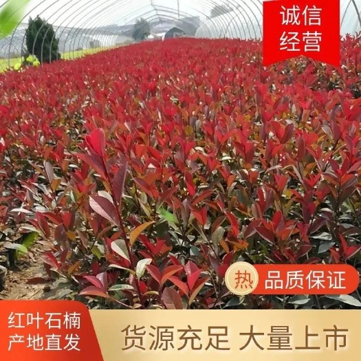 红叶石楠苗基地直销，红叶石楠杯苗，红叶石楠树量大