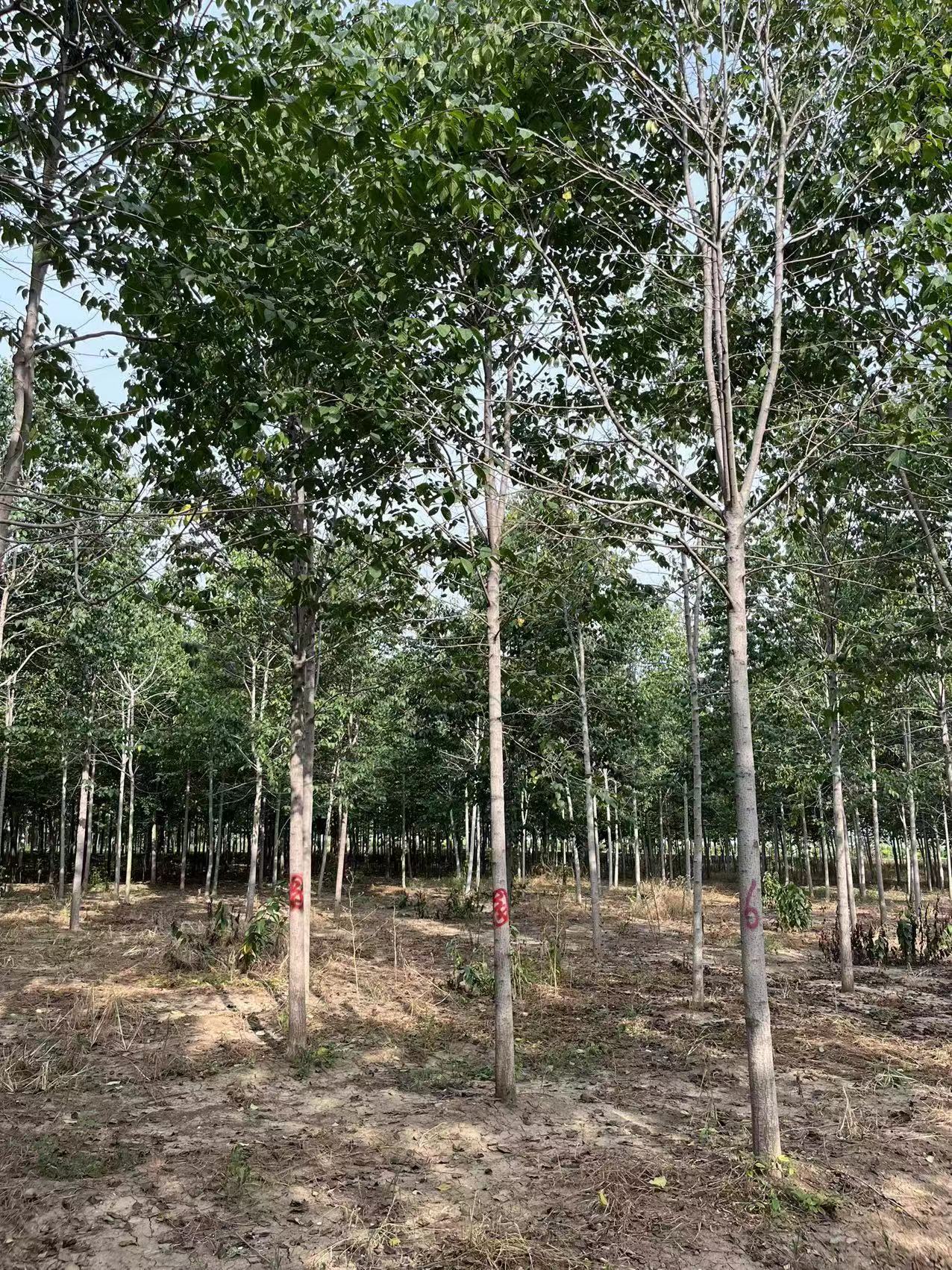 杜仲树苗出售大小规格杜仲苗木价格优惠