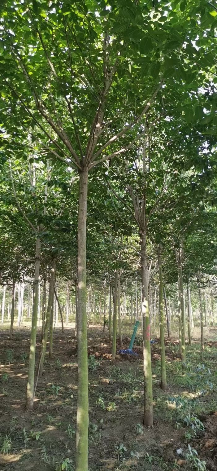 杜仲树苗出售大小规格杜仲苗木价格优惠