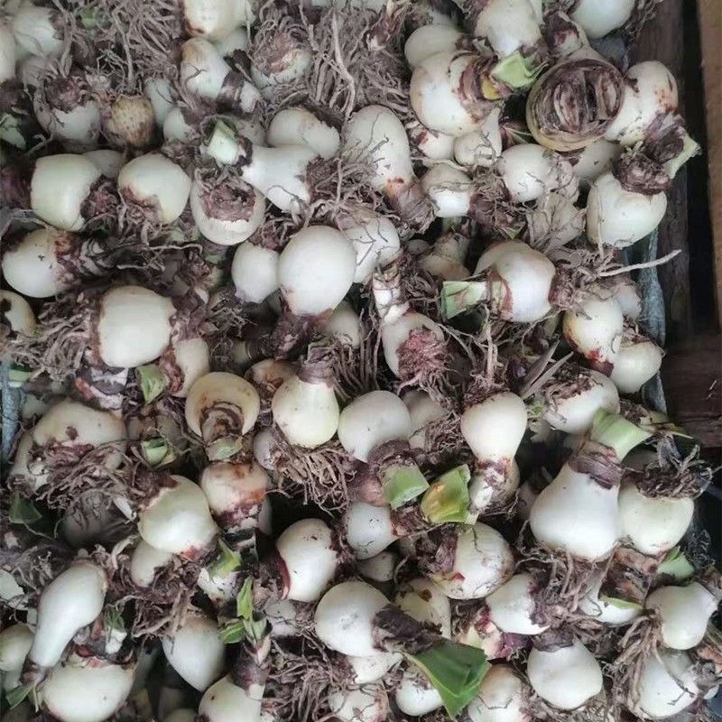 朱顶红种球好养耐寒花卉盆栽对对红百子莲华胄兰土朱顶红